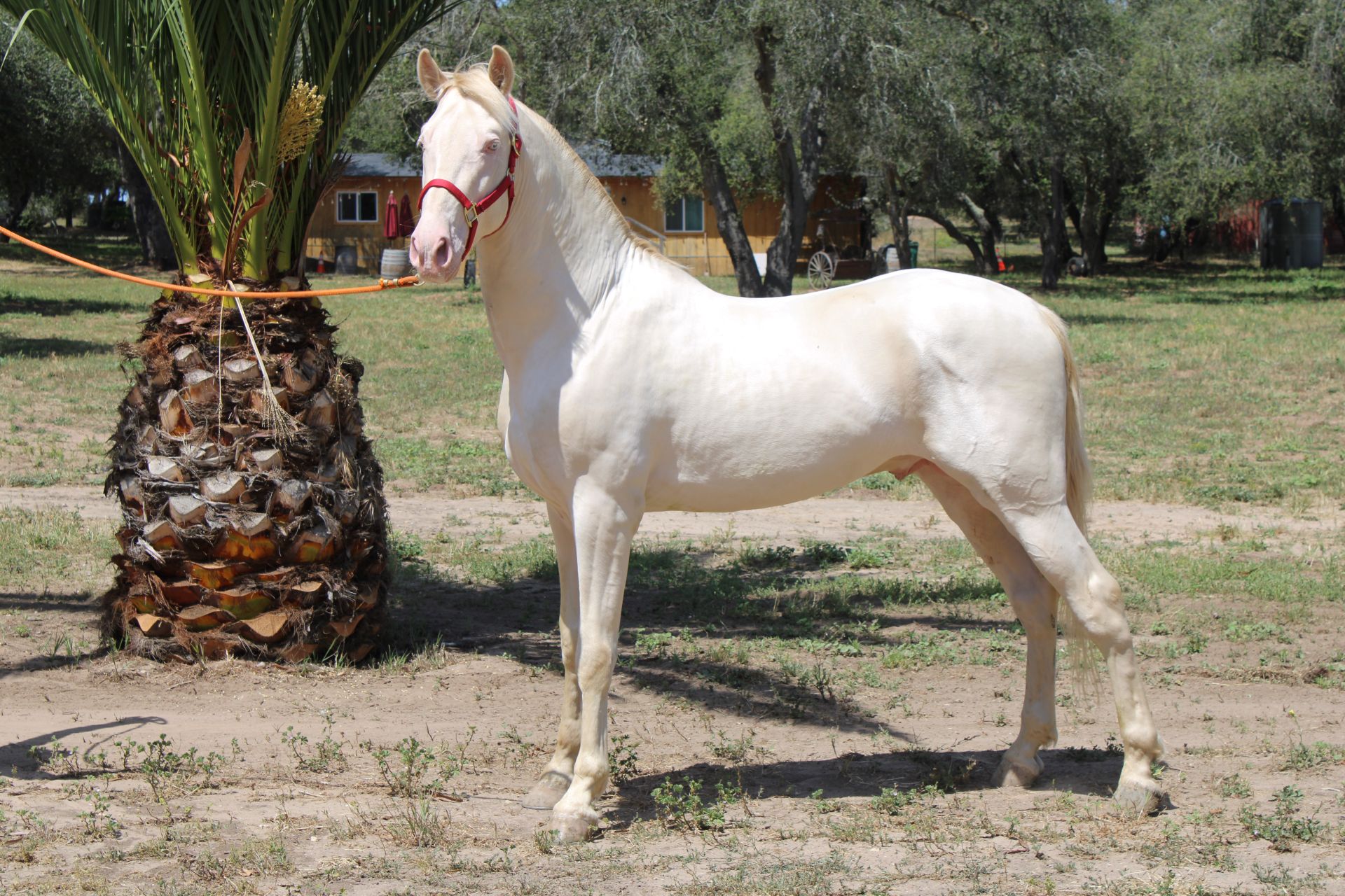 Caballos Jesus Herrera (818)335-2735