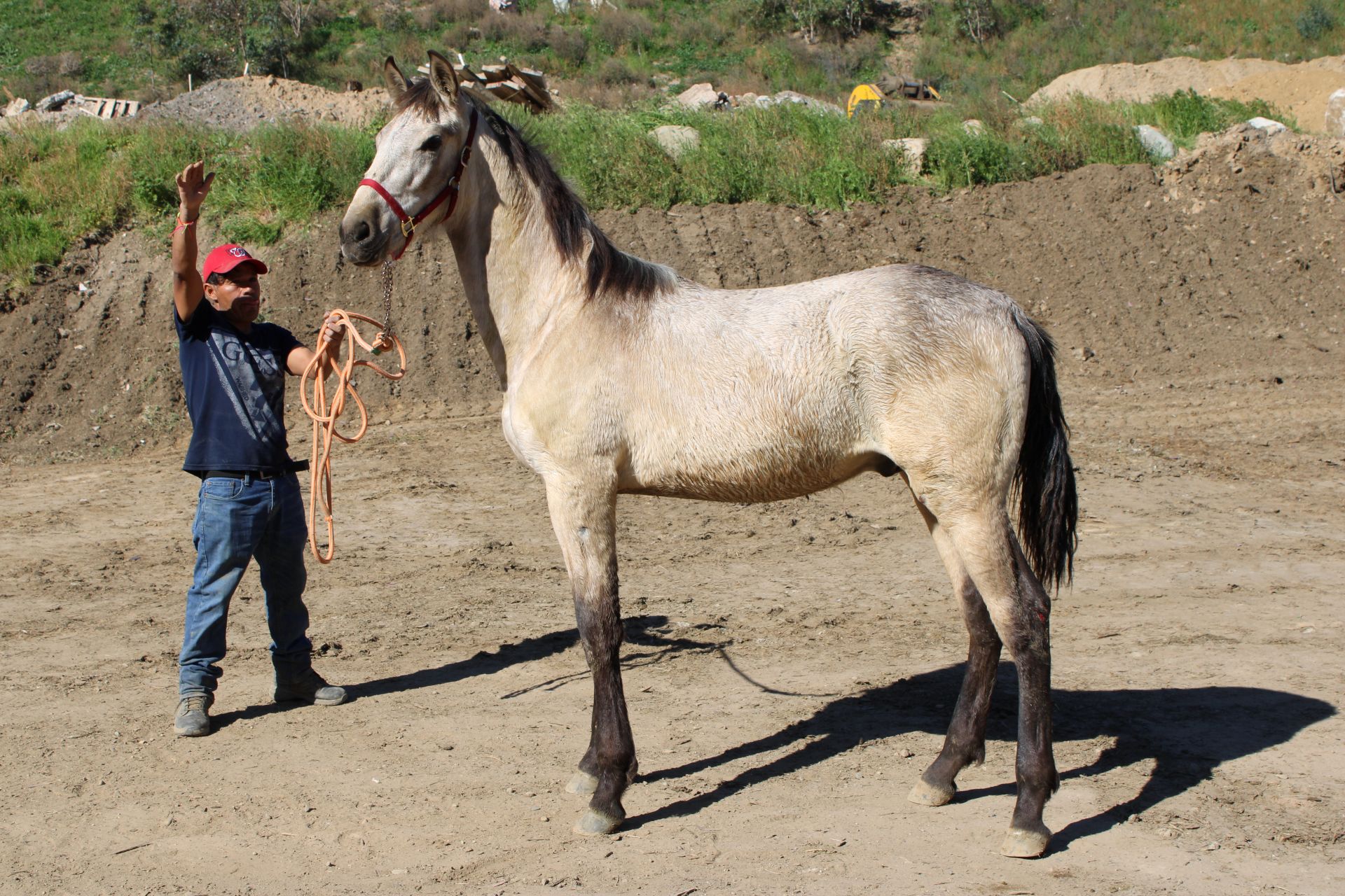 Caballos Jesus Herrera (818)335-2735