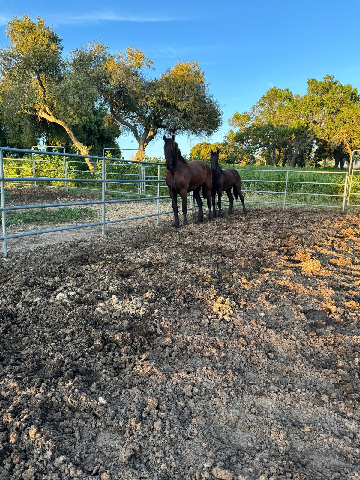 WIND – Caballos Jesus Herrera