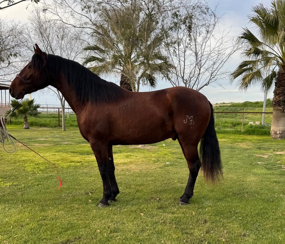 Caballos Jesus Herrera (818)335-2735