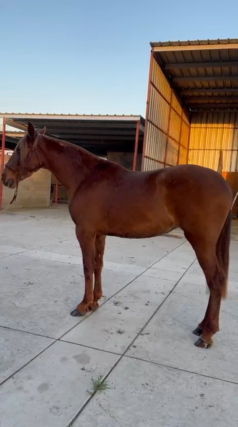 Caballos Jesus Herrera (818)335-2735