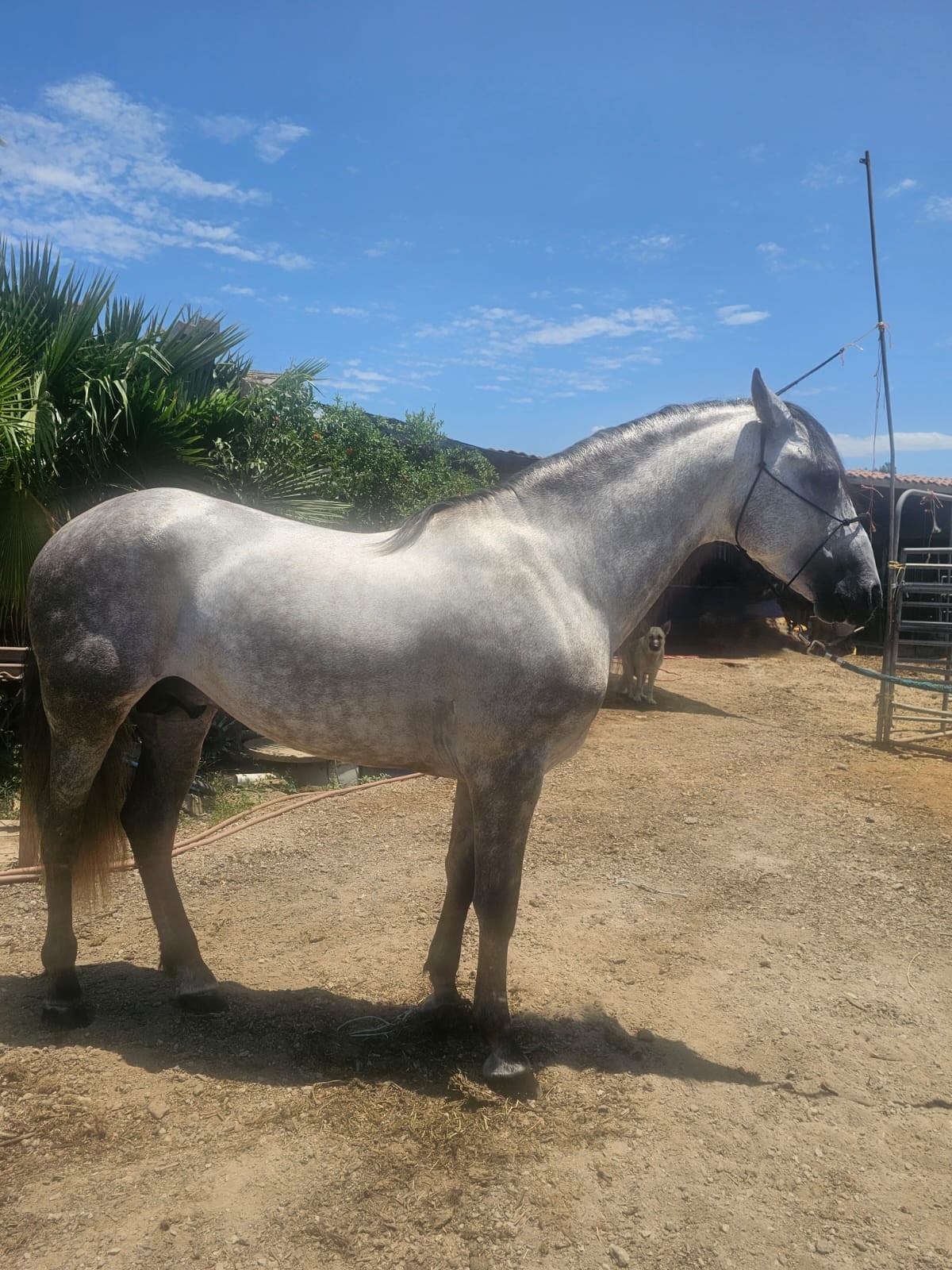 Caballos Jesus Herrera (818)335-2735