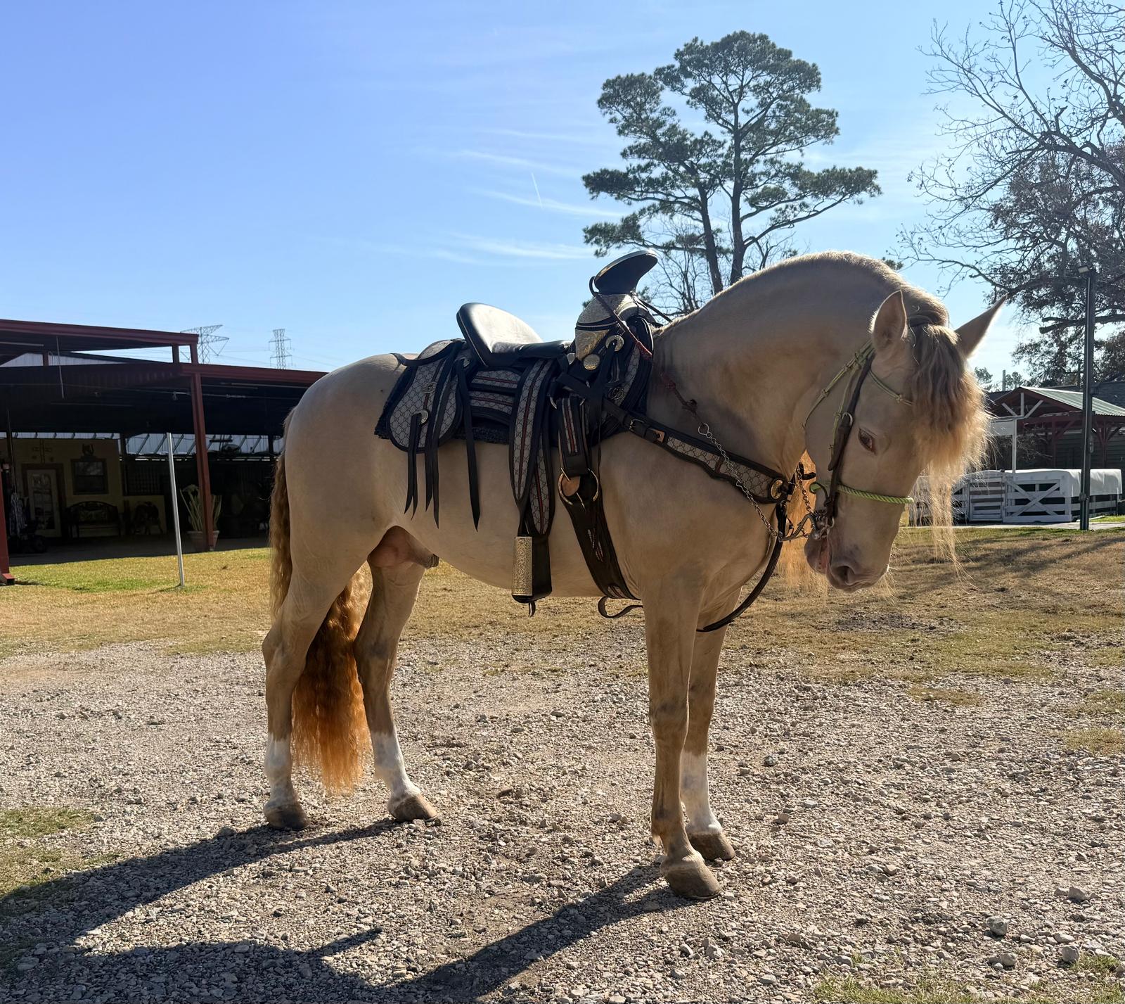 Caballos Jesus Herrera (818)335-2735