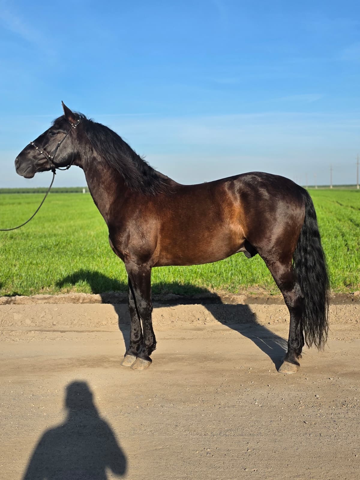 Caballos Jesus Herrera (818)335-2735