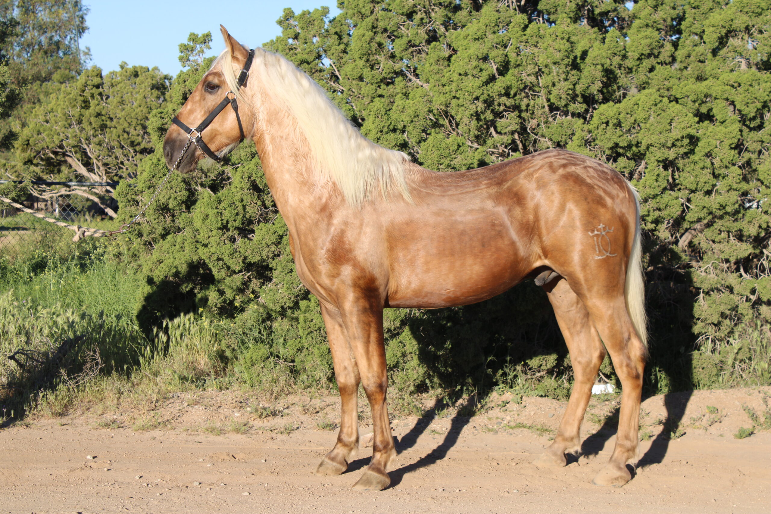 Caballos Jesus Herrera (818)335-2735