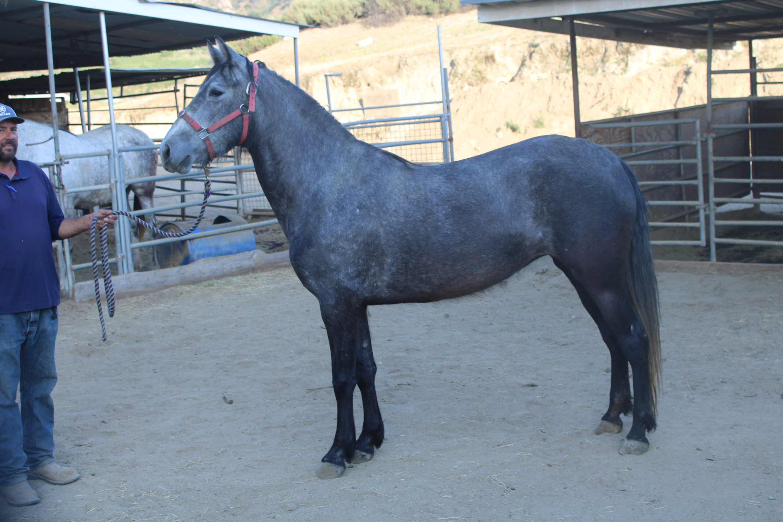 Caballos Jesus Herrera (818)335-2735